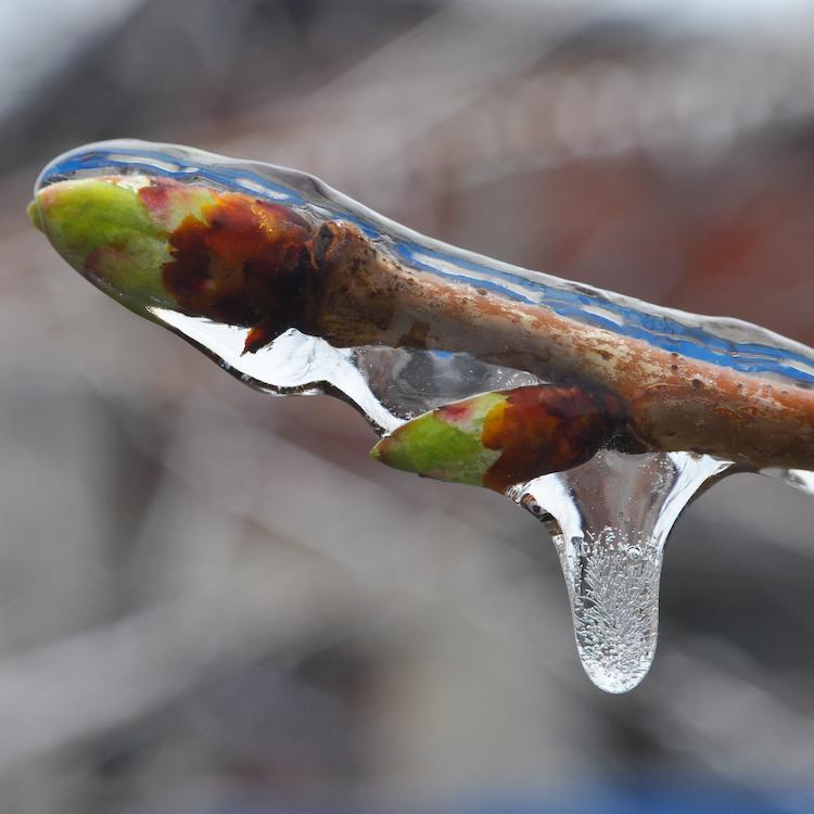 March 12-13 freeze causes some damage, delays fruit crops